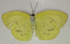 Pyrisitia venusta venusta