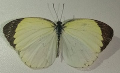 Pyrisitia venusta venusta