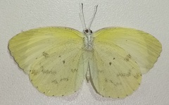 Pyrisitia venusta venusta
