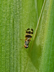 Chaetopsis massyla