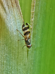 Chaetopsis massyla