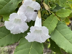 Tabebuia calcicola