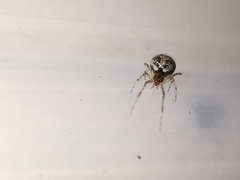 Theridion pictum