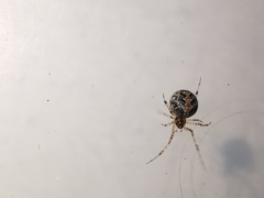 Theridion pictum