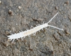 Scutigerella