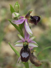 Bertoloni's Ophrys (Ophrys bertolonii)
