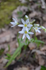 Allium pendulinum