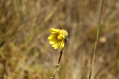 Senecio scapioides