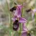 Ophrys bertolonii saratoi - Photo 由 Yves Bas 所上傳的 (c) Yves Bas，保留部份權利CC BY