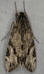 Erinnyis oenotrus