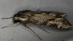 Erinnyis oenotrus