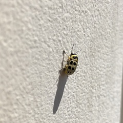Metallactus pollens