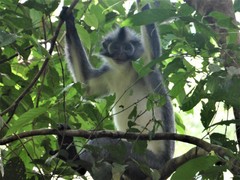 Presbytis thomasi