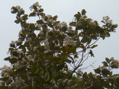 Olearia rani rani