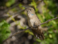 Oreotrochilus leucopleurus