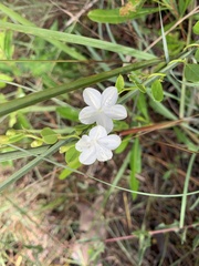 Jacquemontia curtissii image