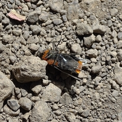 Osca lata