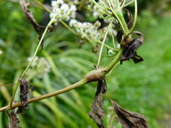 Procecidochares alani