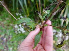 Procecidochares alani