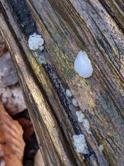 Exidia thuretiana