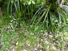 Procecidochares alani