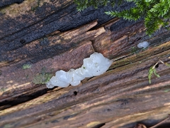 Exidia thuretiana