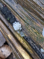 Exidia thuretiana