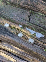 Exidia thuretiana