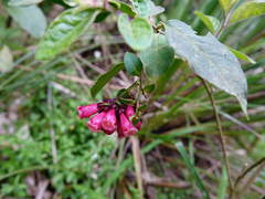 Cestrum fasciculatum