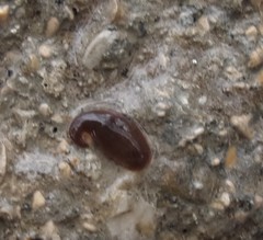 Erpobdellidae