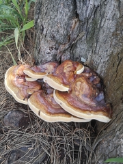 Ganoderma