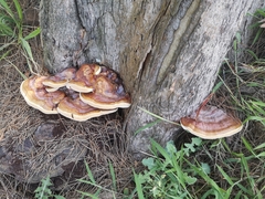 Ganoderma