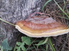 Ganoderma
