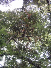 Tapinanthus