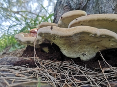 Ganoderma