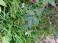 Cestrum fasciculatum