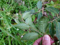 Cestrum fasciculatum