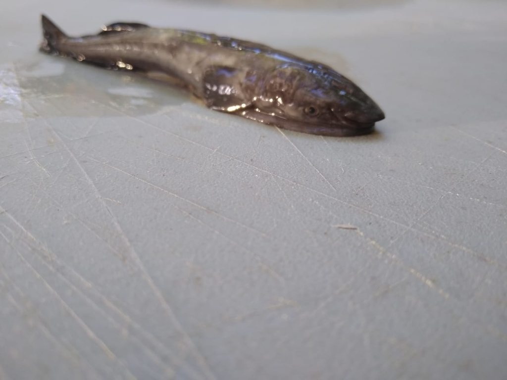 Marlin sucker