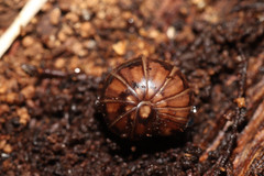 Glomeris hexasticha