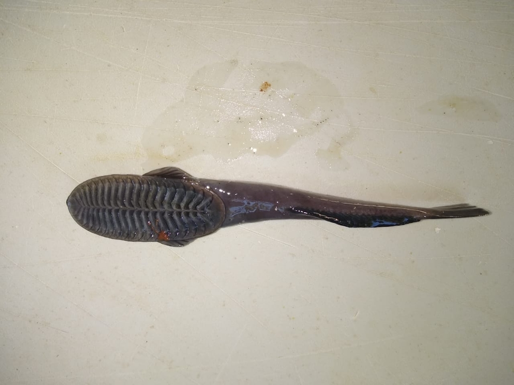 Marlin Sucker