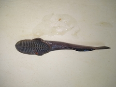 Remora osteochir