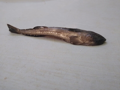 Remora osteochir