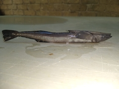 Remora osteochir