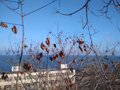 Koelreuteria paniculata