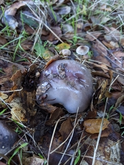 Cortinarius cylindripes
