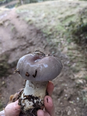 Cortinarius cylindripes