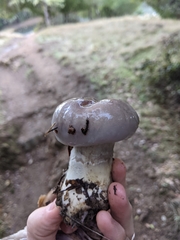 Cortinarius cylindripes