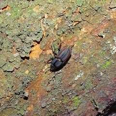 Erichius vittatus vittatus