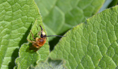 Eucera longicornis
