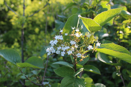 Viburnum lantana